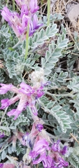 Astragalus inflexus