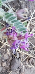 Astragalus inflexus