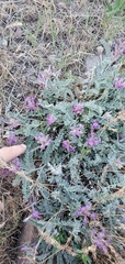 Astragalus inflexus