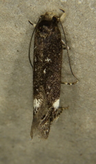 Chionodes formosella