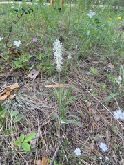 Plantago canescens