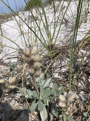 Lupinus westianus