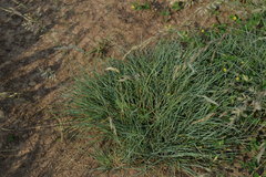 Festuca rupicola