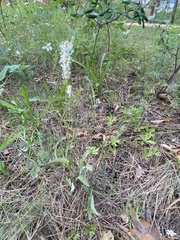 Plantago canescens