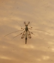 Stenochironomus hilaris