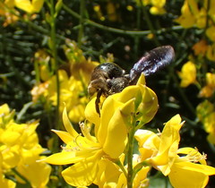 Xylocopa californica
