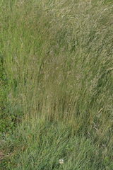 Festuca rupicola