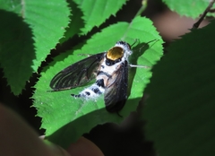 Furia ithacensis