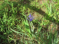 Iris savannarum