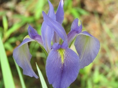Iris savannarum