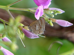 Michaelus thordesa