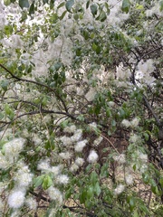 Salix bebbiana