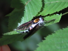Furia ithacensis