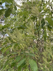 Salix bebbiana