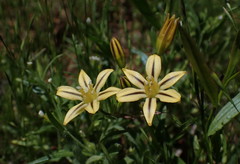 Triteleia ixioides