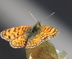 Phyciodes mylitta