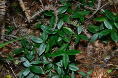 Alyxia taiwanensis