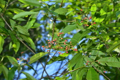 Photinia lasiopetala