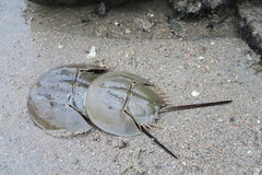 Tachypleus gigas
