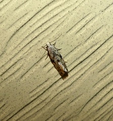 Nemapogon auropulvella