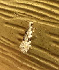 Nemapogon auropulvella