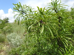 Rhamnus erythroxyloides