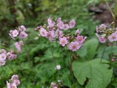 Androsace geraniifolia