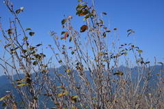 Corylopsis pauciflora