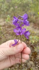 Delphinium pentagynum