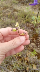 Delphinium pentagynum