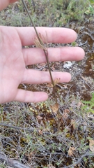 Delphinium pentagynum