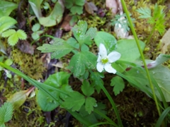 Anemonoides griffithii