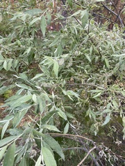 Salix