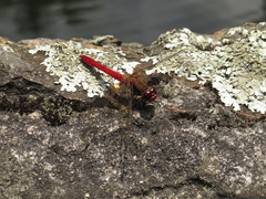 Sympetrum gilvum