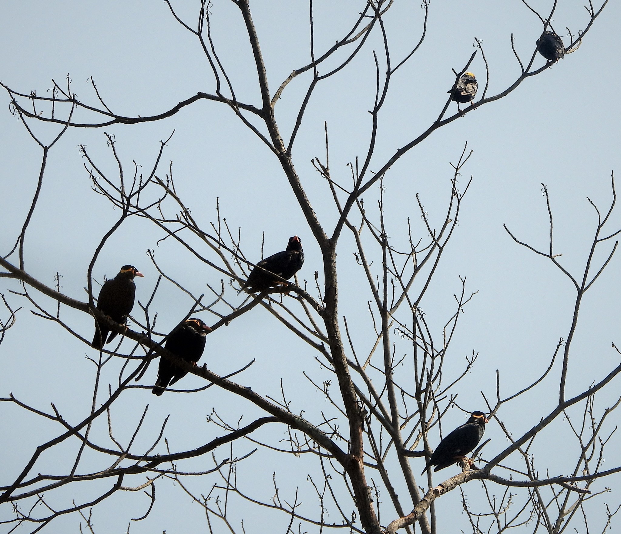 Golden-crested Myna