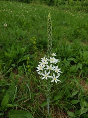 Ornithogalum pyramidale