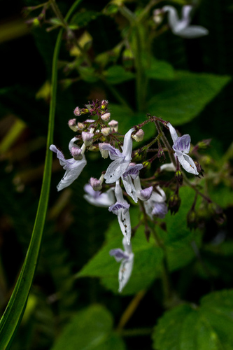 Equilabium laxiflorum (Benth.) Mwany., A.J.Paton & Culham