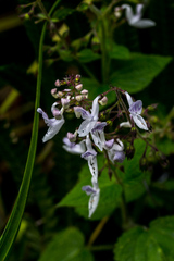 Equilabium laxiflorum