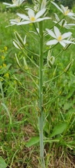 Ornithogalum pyramidale