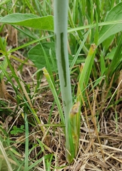 Ornithogalum pyramidale