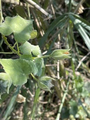 Abutilon grandiflorum