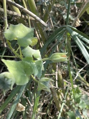 Abutilon grandiflorum