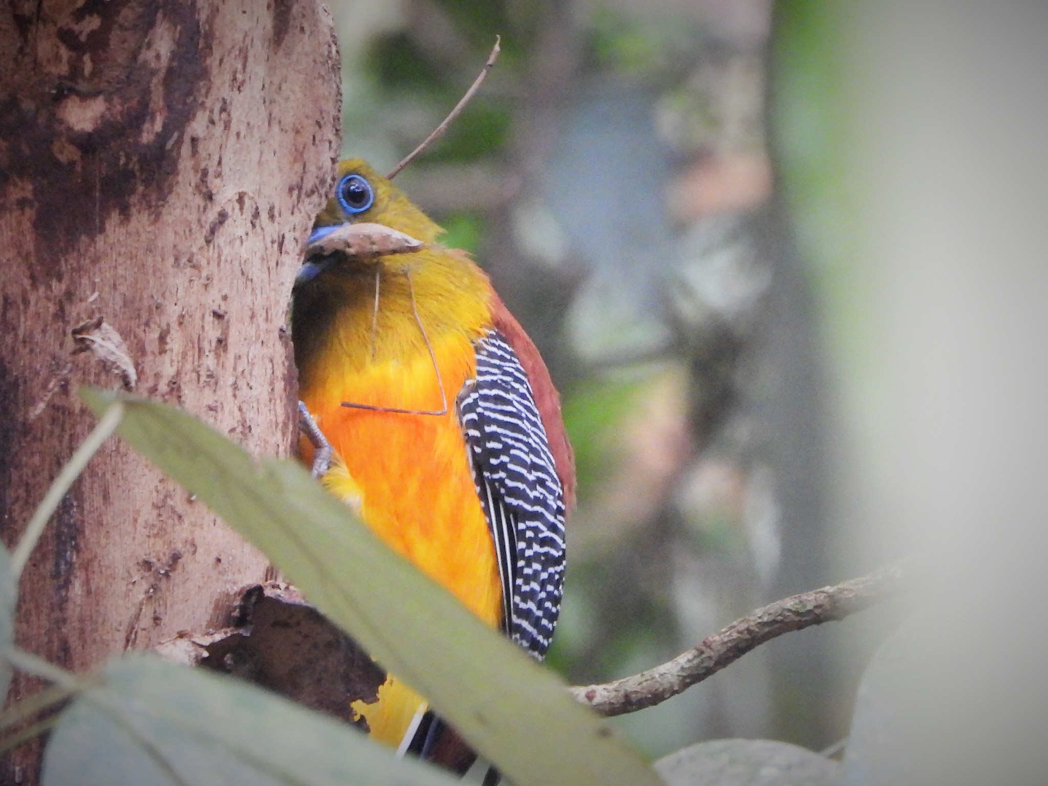Orange-breasted Trogon