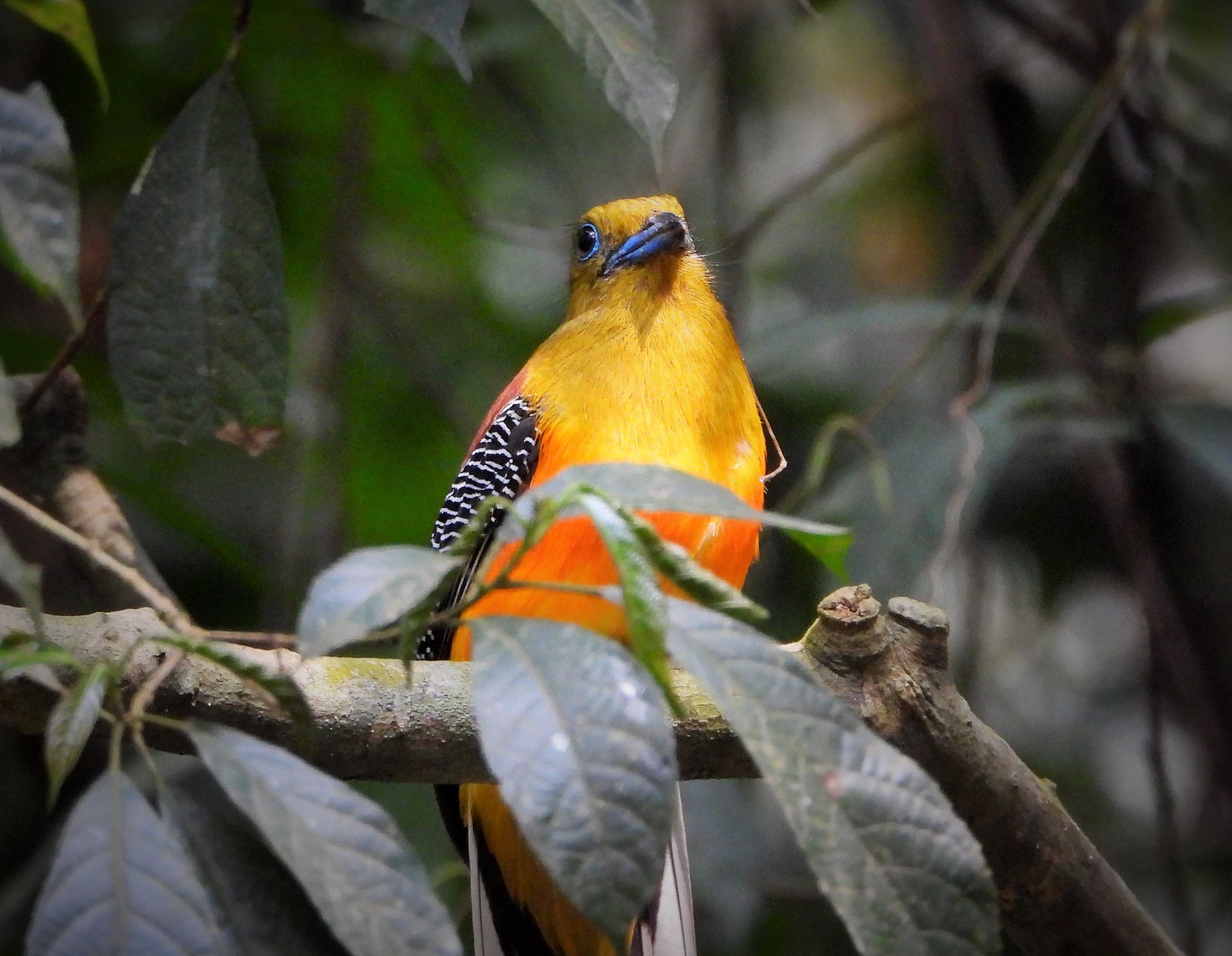 Orange-breasted Trogon