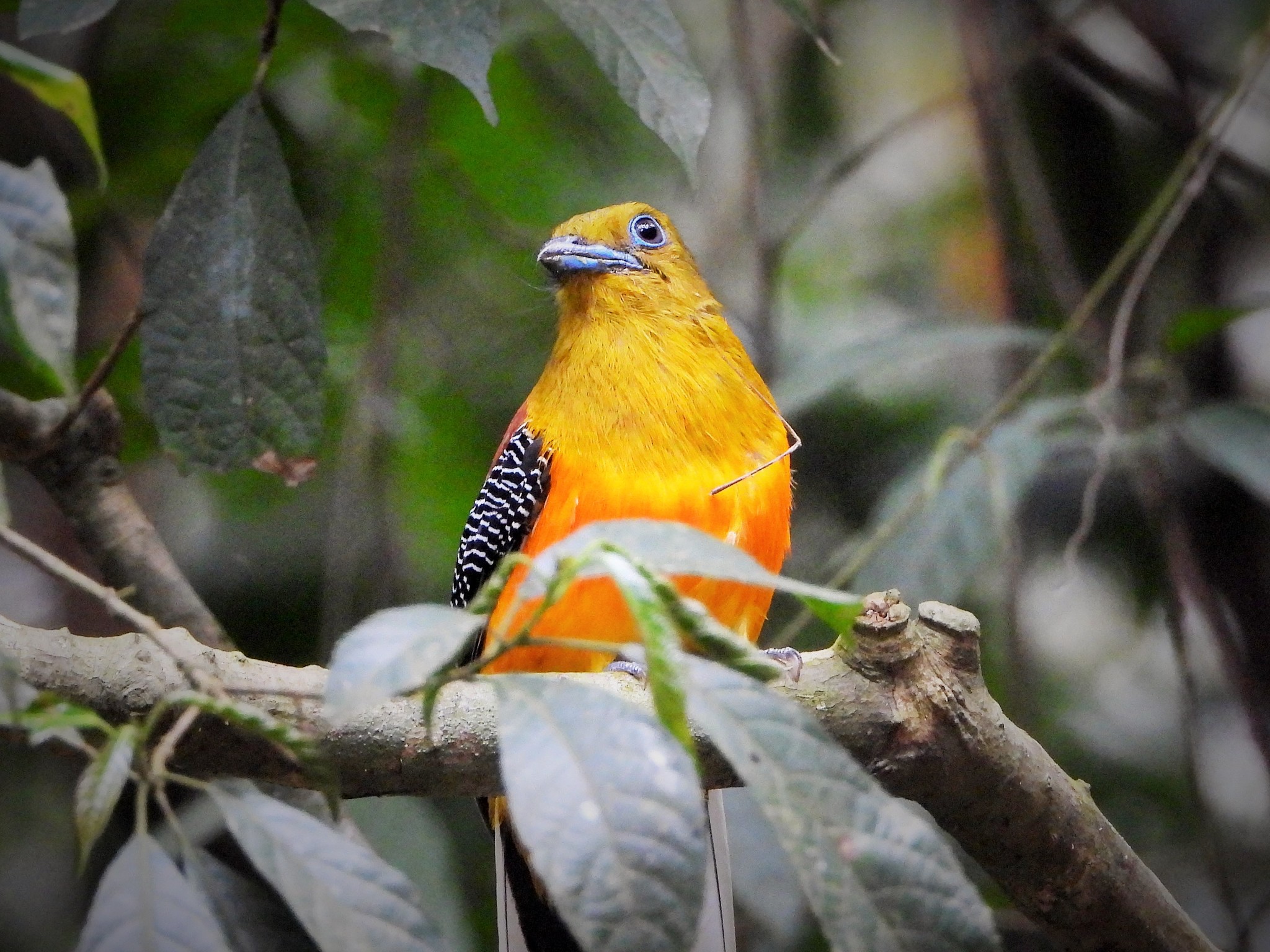 Orange-breasted Trogon