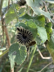 Abutilon grandiflorum