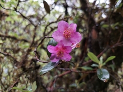 Rhododendron baileyi