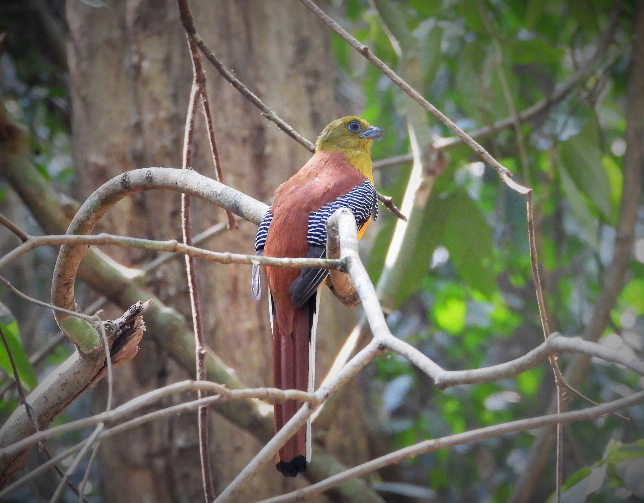 Orange-breasted Trogon