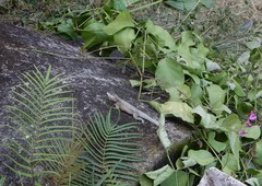 Tropidurus