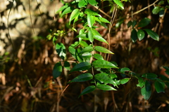Coptosapelta diffusa
